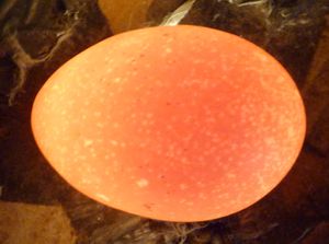 Photo of brown shell farm fresh egg on egg candler