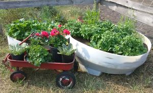 photo of water tanks with plants and a wagon