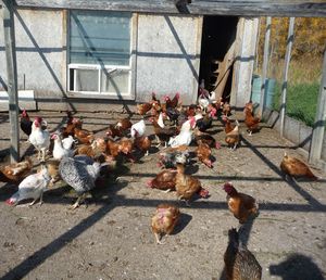 Pastured poultry enclosed coop