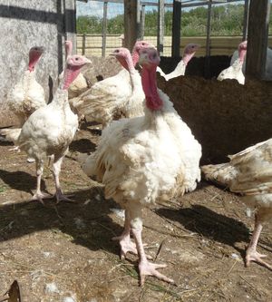Success incubating chicken eggs - turkeys