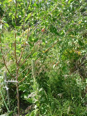 Converting an apple tree orchard - Rescue crab