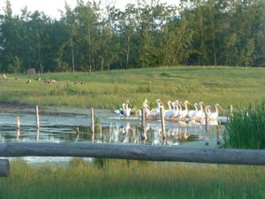 My why involves homestead living on homestead farm and experiencing nature