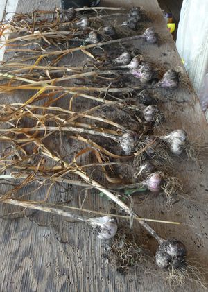 Growing garlic by planting garlic in fall