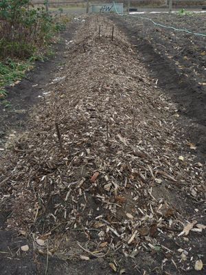 Growing garlic - planting garlic in fall with mulched raised bed