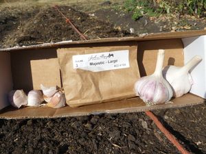 Growing garlic - majestic garlic variety