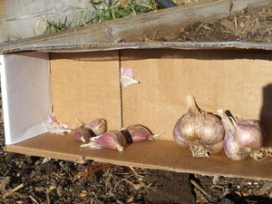 Growing garlic - homegrown unknown garlic variety 
