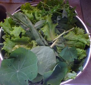 Greens harvesting for making greens powder