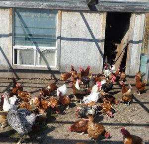 self sufficient homestead chicken coop