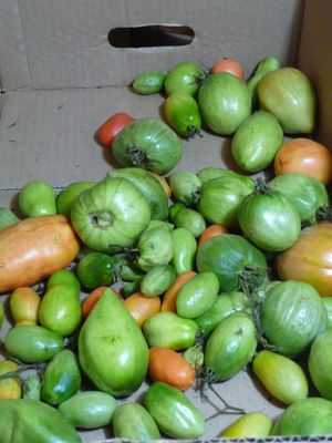 canning tomatoes - box ripening tomatoes