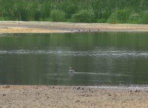 Photo of duck and shore birds in flood plain of essential water in dugout