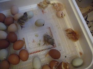 Incubation for self sufficient homestead photo of 5 chicks