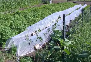 DIY Floating row cover tunnel with brassica's growing inside