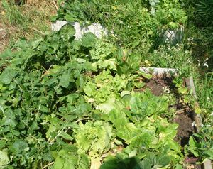 Raised beds full of bolted greens