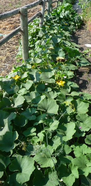 Garden planning - squash and woven weed fabric