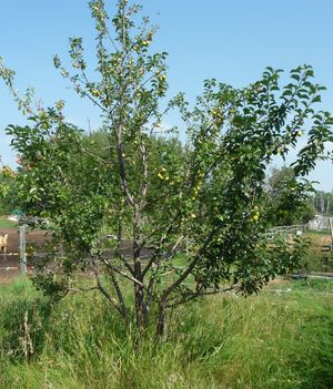 Garden planning - crab apple tree