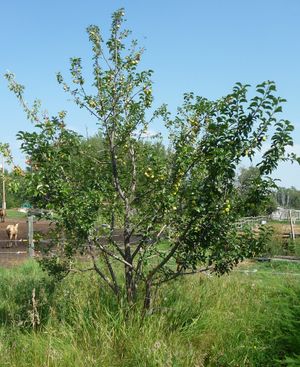 establishing an orchard - crabapple tree