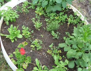 Container planting - using a water tank