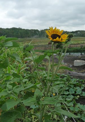Garden planning - sunflower
