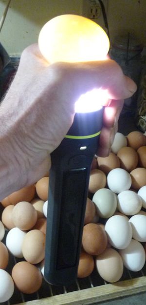 Photo of hand with farm fresh egg and flashlight