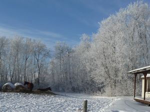 Stocking up, planning and homestead happenings - Christmas card hoar frost
