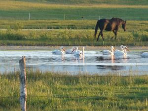 Photo of American White pelicans on essential water with horse in background