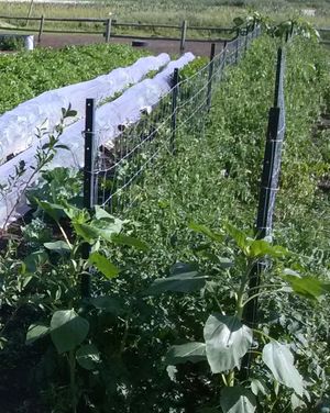 Planting rows close for purslane weed control