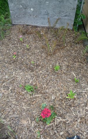 Back to eden update - north side of shed flower bed