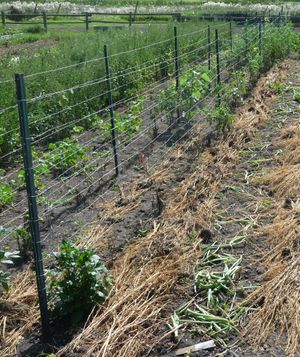 Garden planning - tomato patch