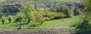 Planting an orchard - 2019 orchard