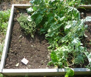 Fall planting of cherry belle radishes