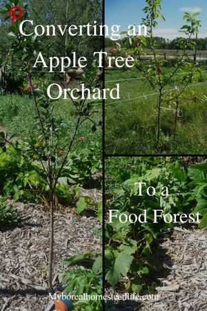 Converting an apple tree orchard - Pinterest link