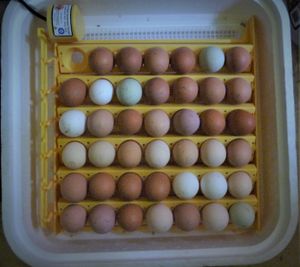 self sufficient homestead incubator full of chicken eggs