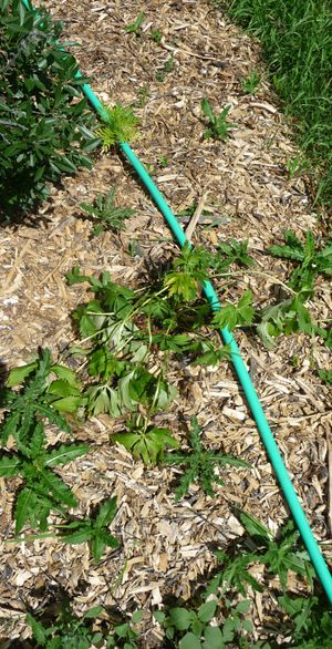 Back to eden update - Canada Thistle