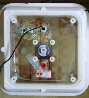 Incubating chicken eggs - ventilation plugs in red