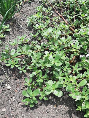 University of Minnesota picture of Common purslane