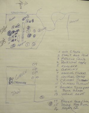 Planting an orchard - design plan sketch