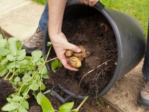 Photo from Gardening Know How - container grown potatoes