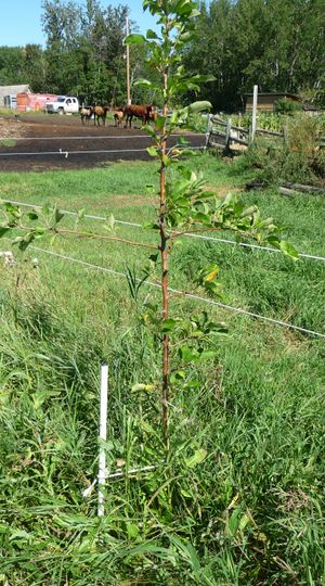 Converting an apple tree orchard - Heyer 12 apple