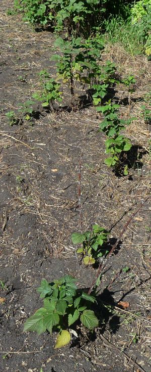 Converting an apple tree orchard - raspberries