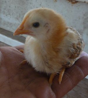 Incubation for self sufficient homestead - brown egg chick