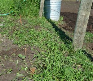 Woven weed fabric hack dealing with quack grass