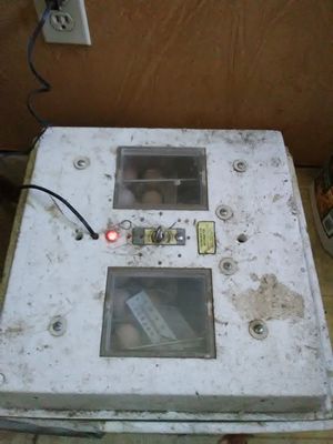 Photo of old Havabator incubator