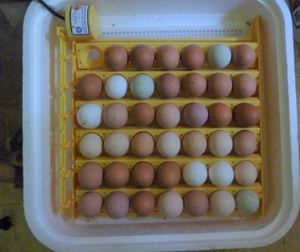 Incubating chicken eggs - June 17 set of eggs