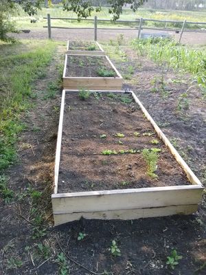 photo of wood raised beds with plants