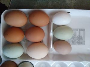 Photo of eggs in carton