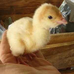 Incubation for self sufficient homestead - turkey poult