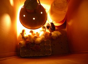 Hatching chicken eggs indoor brooder