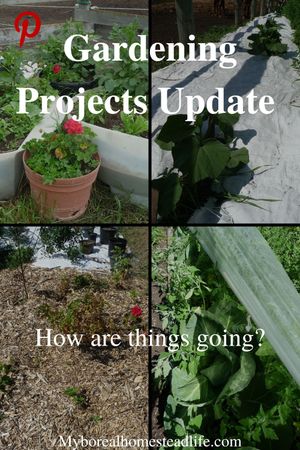 Back to eden gardening update - Pinterest link