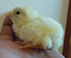 Hatching chicken eggs - Leghorn chick