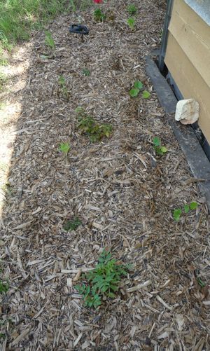 Back to eden update - shed garden